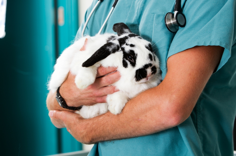 Luxyvet Laser veterinario per terapia e chirurgia patologie del coniglio azienda company