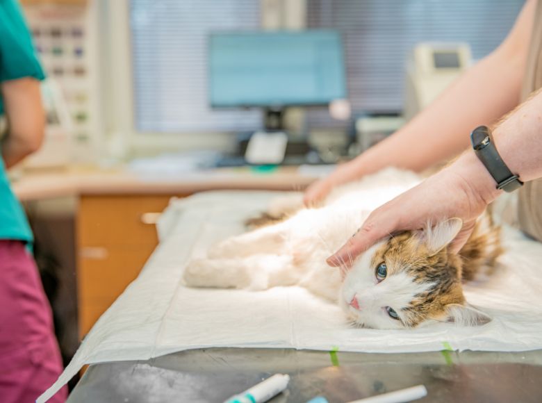 laser chirurgico per veterinari patologie del gatto Luxyvet Laser veterinario per terapia e chirurgia