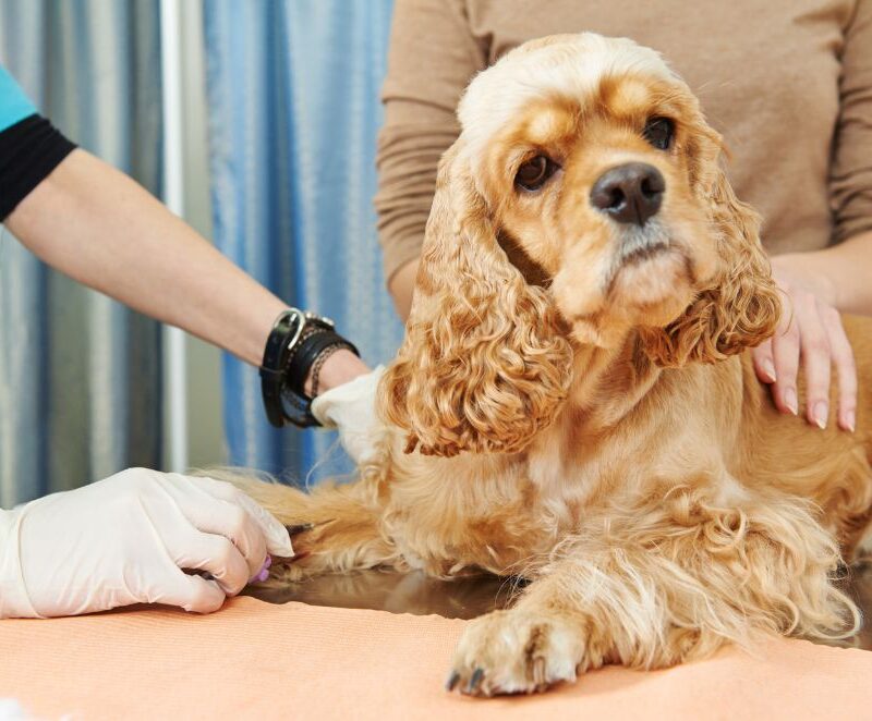 Luxyvet Laser veterinario per terapia e chirurgia