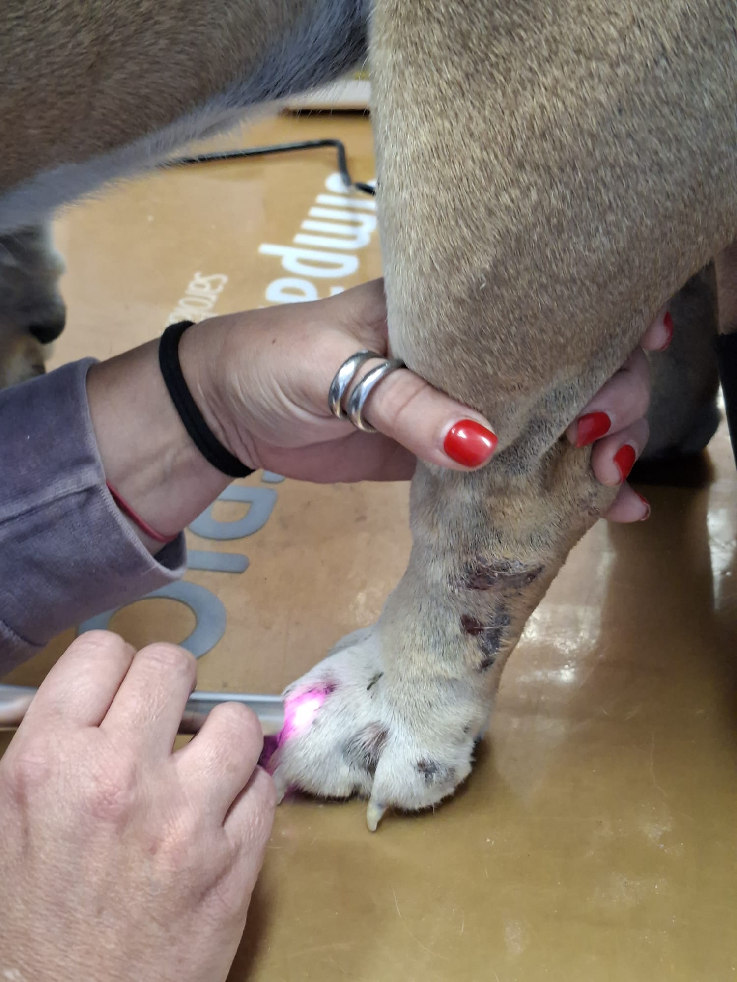 Laser terapia veterinaria: cos’è, come funziona e quando usarla davvero